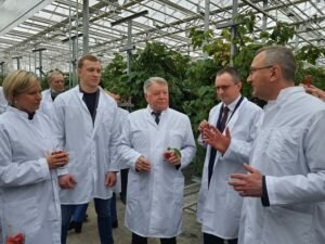День поля